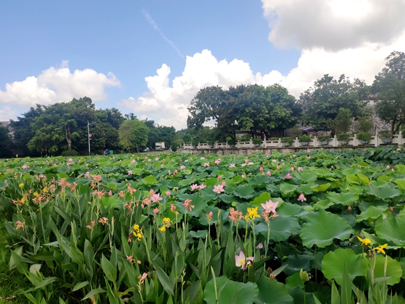 桂水村“荷您乡约”灯光美食周百亩荷花景观（摄影者：林莉，作者单位：台山市人民政府台城街道办事处）.jpg